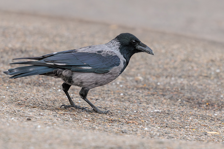 hooded crow inverness Scotland
